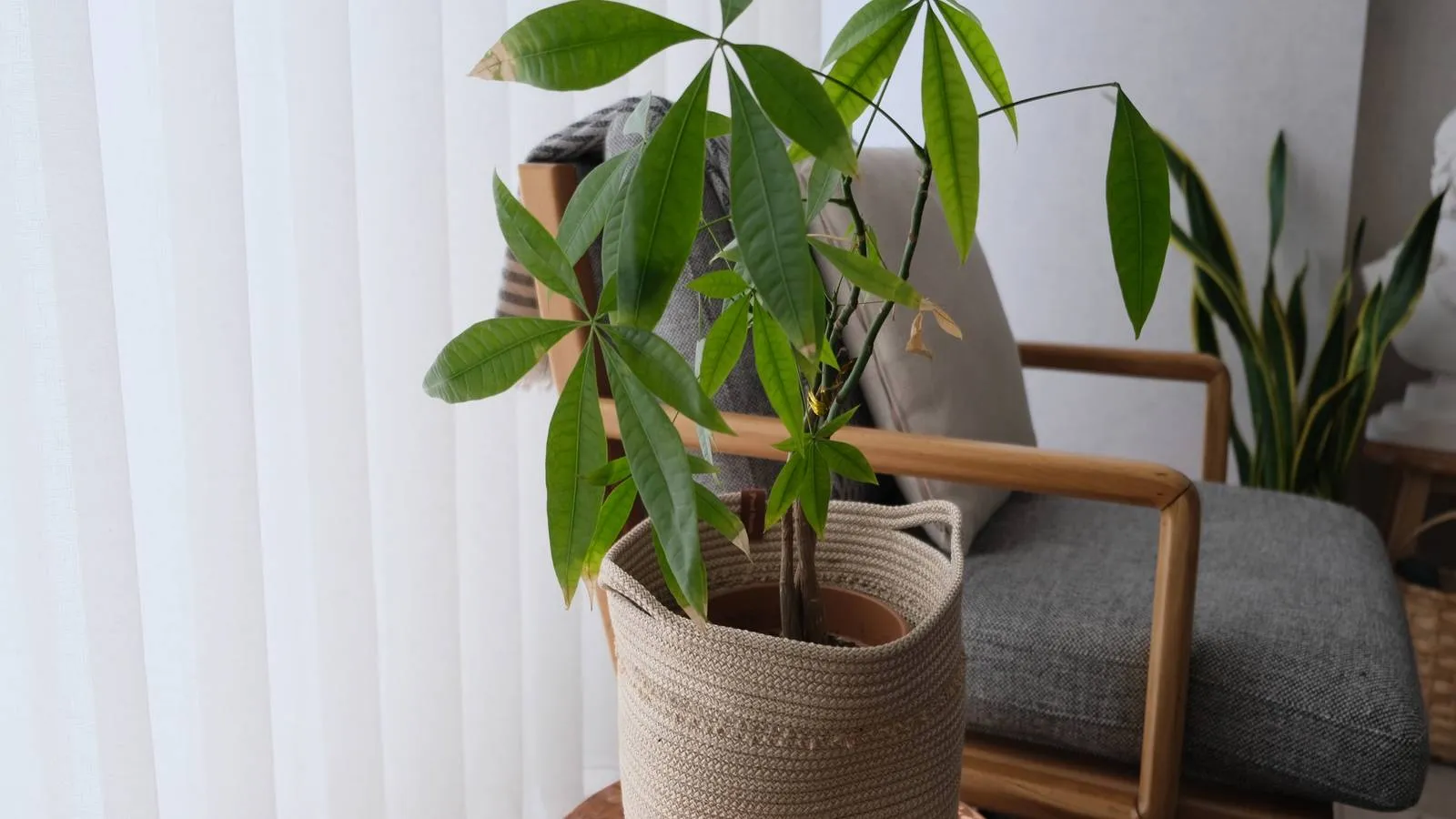 Pourquoi l’Arbre à Argent est la Nouvelle Plante de l’Année